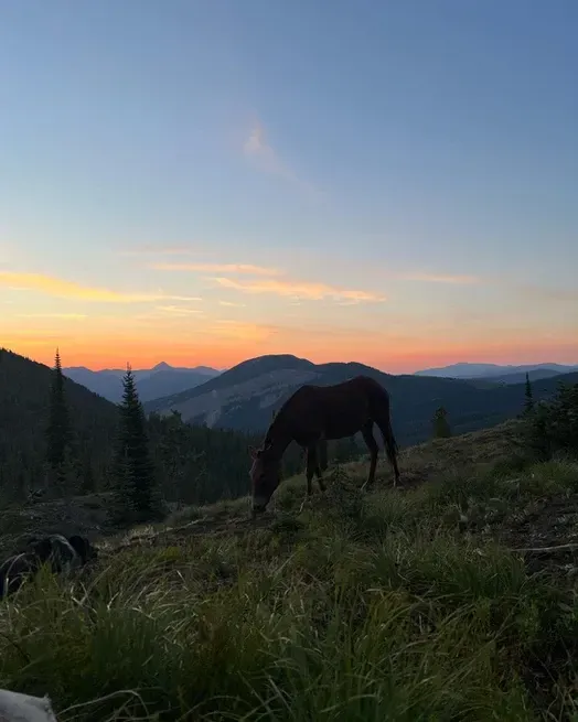 A horse is grazing in a field at sunset.