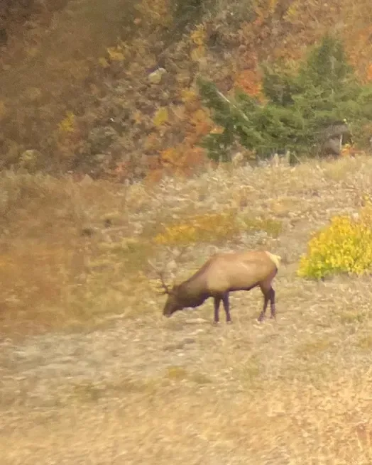 A deer is grazing in a field with trees in the background.