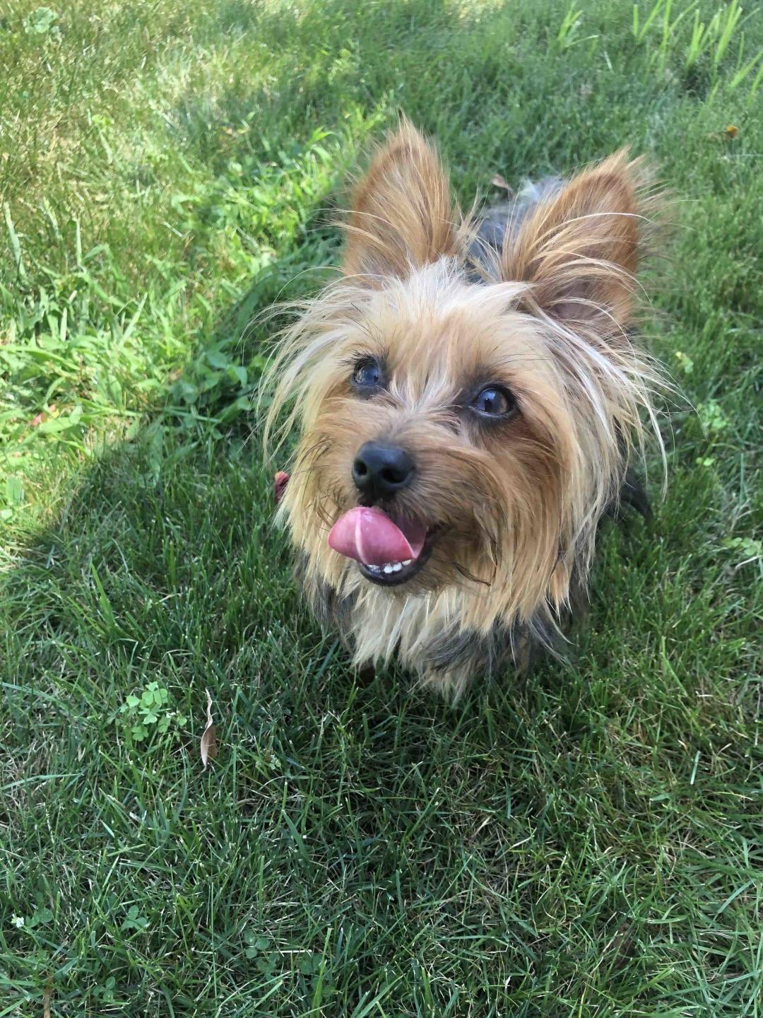 Dog — Pet Care Services in Orangeburg NY
