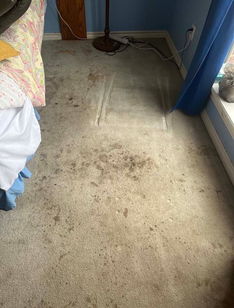 Dirty, stained carpet in a room. Brown stains cover a large area. Next to a bed and window with blue curtains.