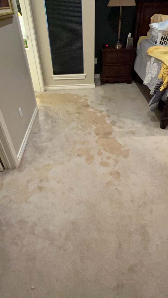 Stained beige carpet in a bedroom with a door, window, nightstand, and a bed with bedding.