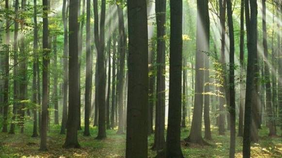 Sunlit forest with tall green trees and misty light rays filtering through the trunks