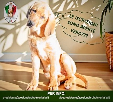 Sezione Broholmer - Tesseramento CIM 2026