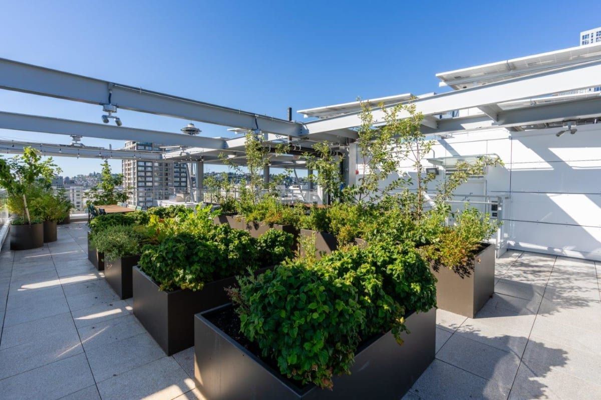 A rooftop garden with lots of potted plants on a sunny day.