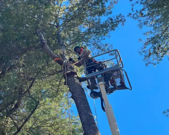 A worker in a bucket truck lifts a chainsaw to cut a section from the trunk of a tall pine tree against a blue sky.