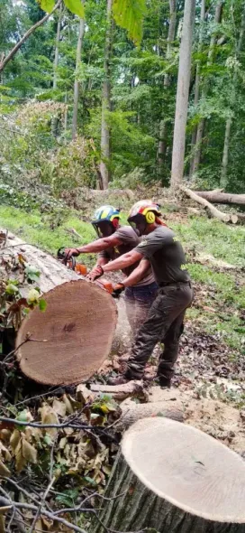 Two workers in hard hats and safety gear use chainsaws to cut a large fallen log in a forested area.