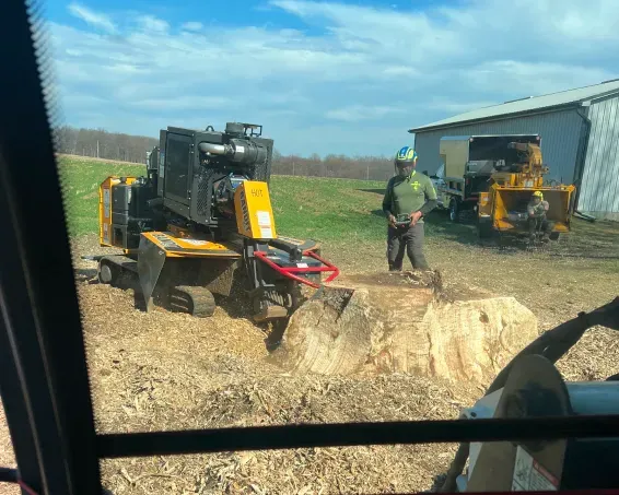 A person in safety gear operates a yellow stump grinder on a large tree stump in a field near a shed.