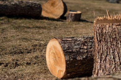 Cut tree logs lying on dry grass, with a close-up of a freshly cut stump in the foreground
