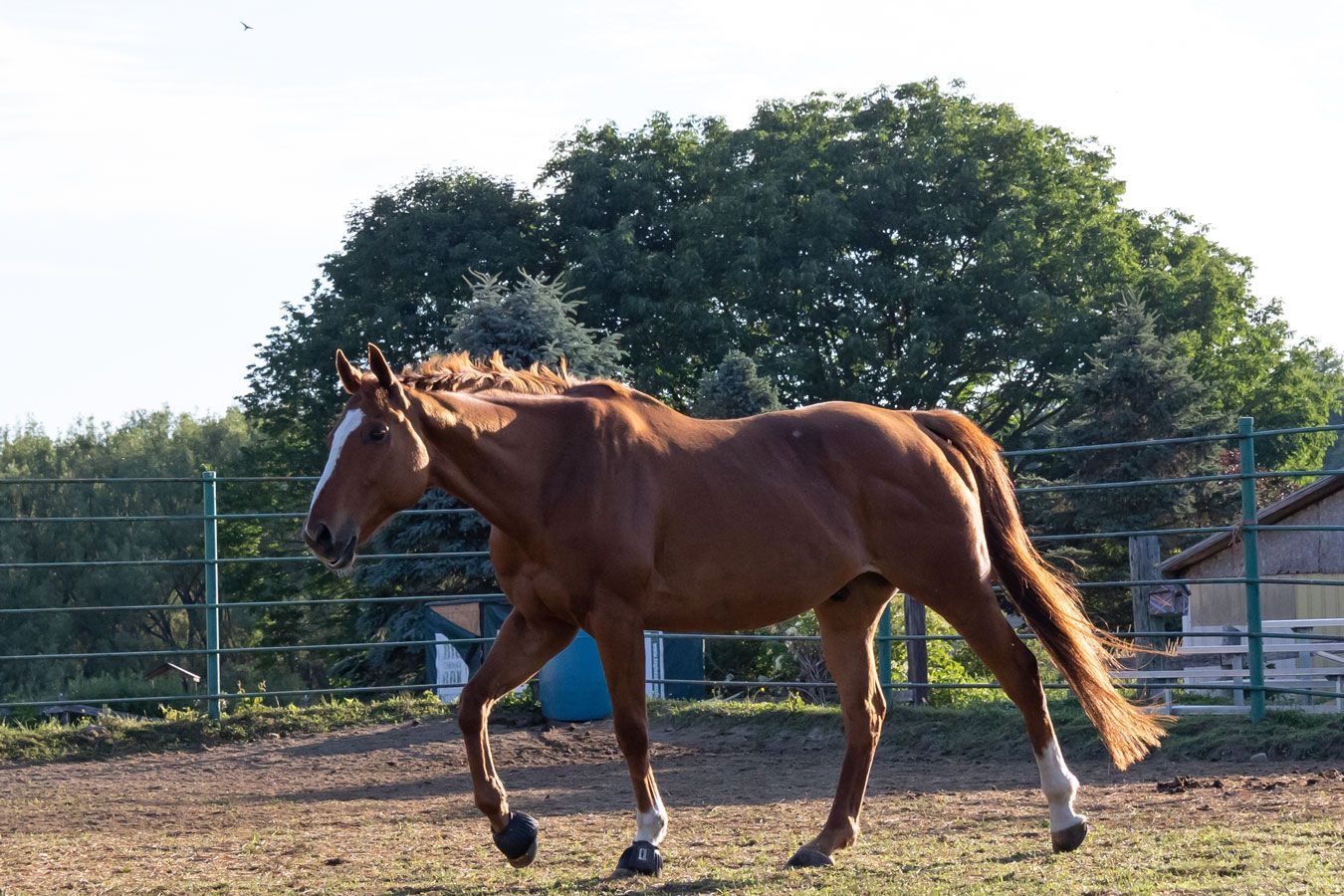 Brown horse walking in a fenced paddock on a sunny day