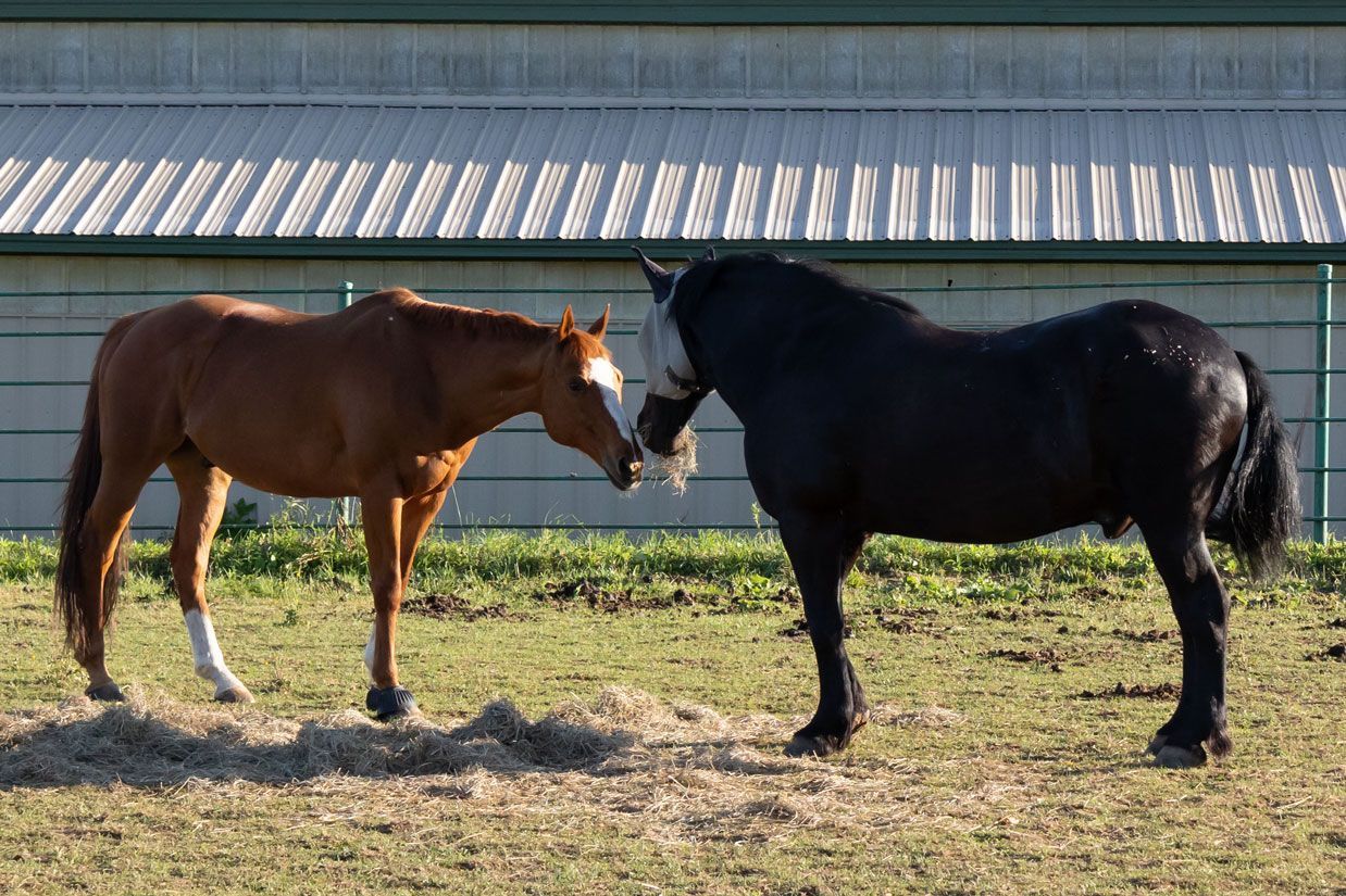 Two horses, one brown and one black, stand nose-to-nose in a sunny paddock.
