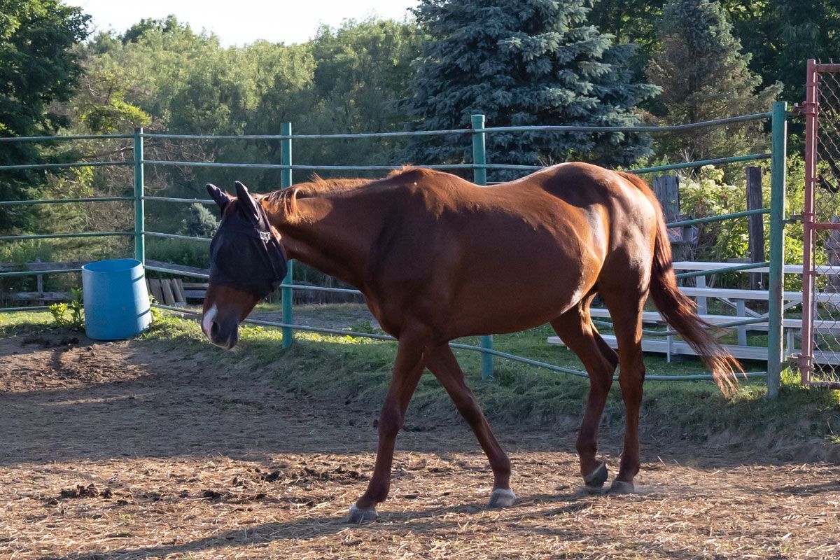 Brown horse walking in a fenced paddock with trees in the background