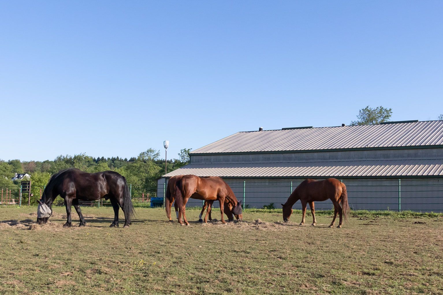 Three horses grazing in a grassy field beside a long barn under a blue sky