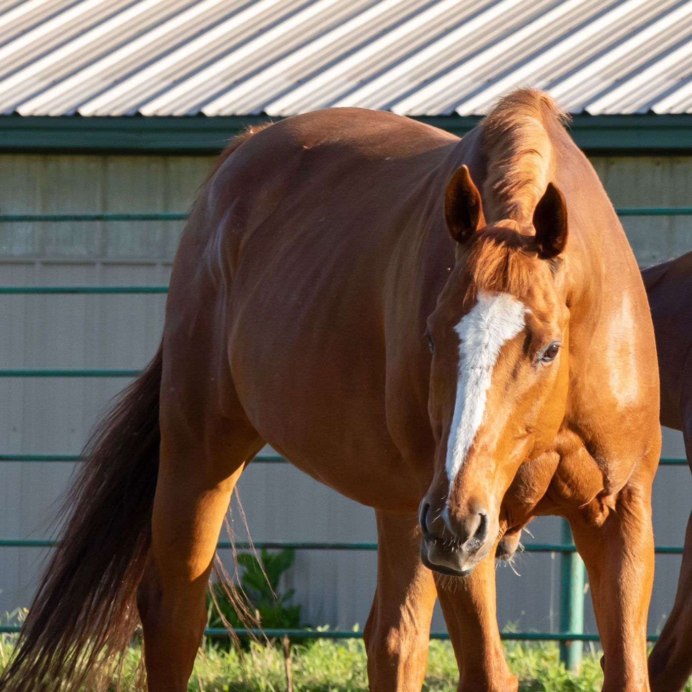 Brown horse with a white blaze grazing in a fenced barnyard