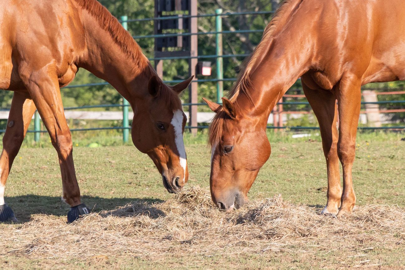 Two brown horses grazing side by side in a grassy pasture