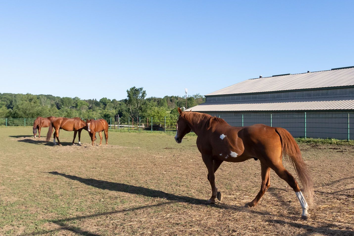 Three brown horses in a sunny paddock beside a barn, with one horse walking in the foreground.