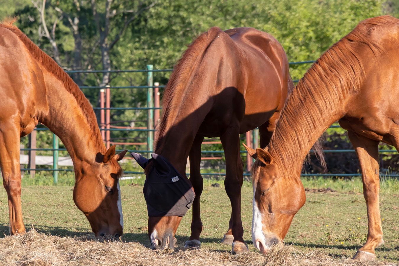 Three brown horses grazing in a sunlit paddock, one covered by a black blanket
