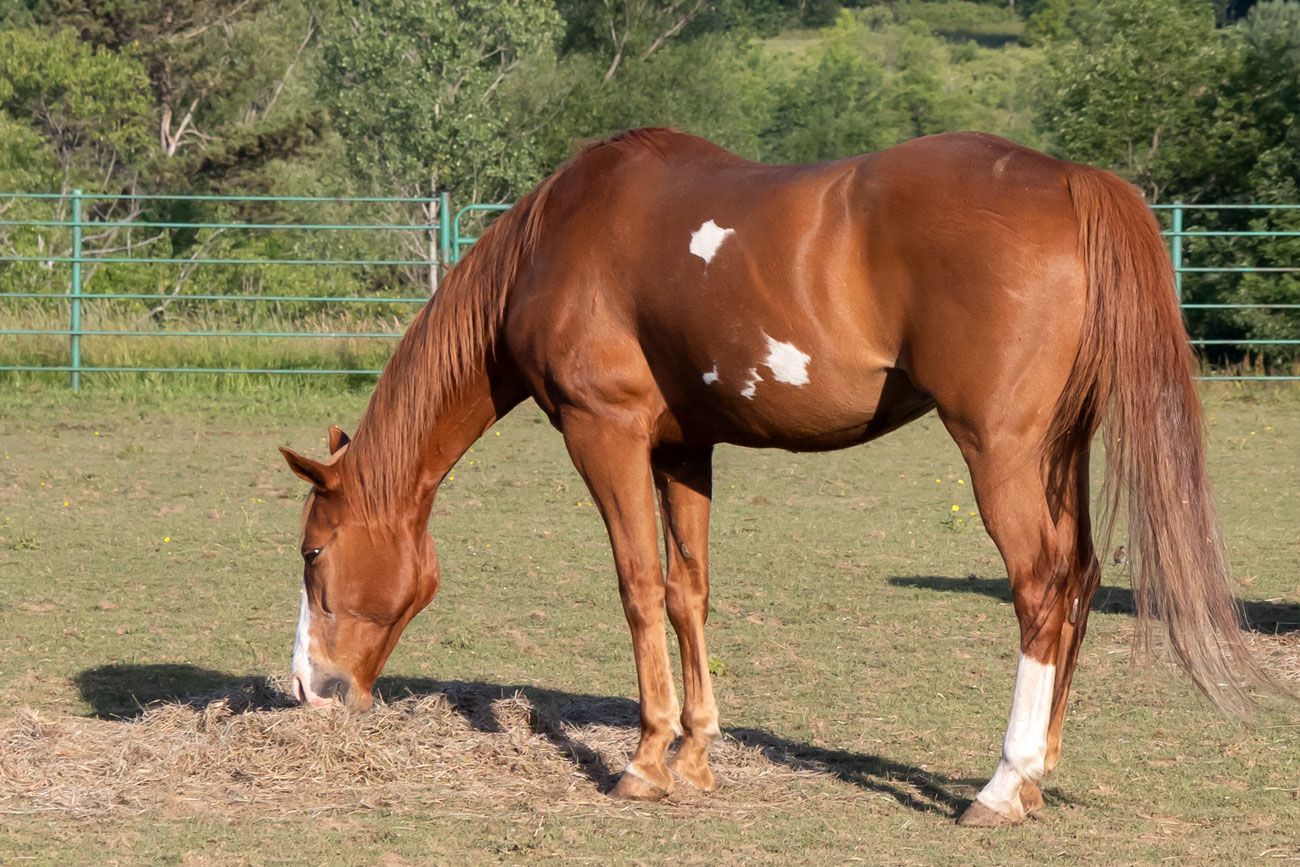 Chestnut horse with white markings grazing in a grassy paddock, with a fence and trees behind it