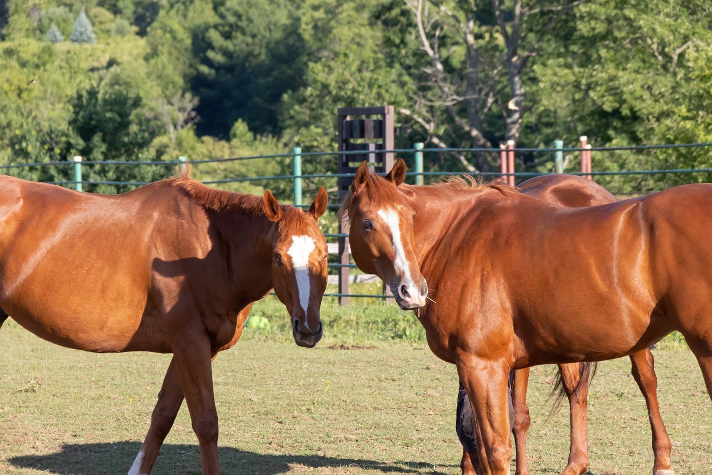 Two chestnut horses standing in a grassy field with trees in the background