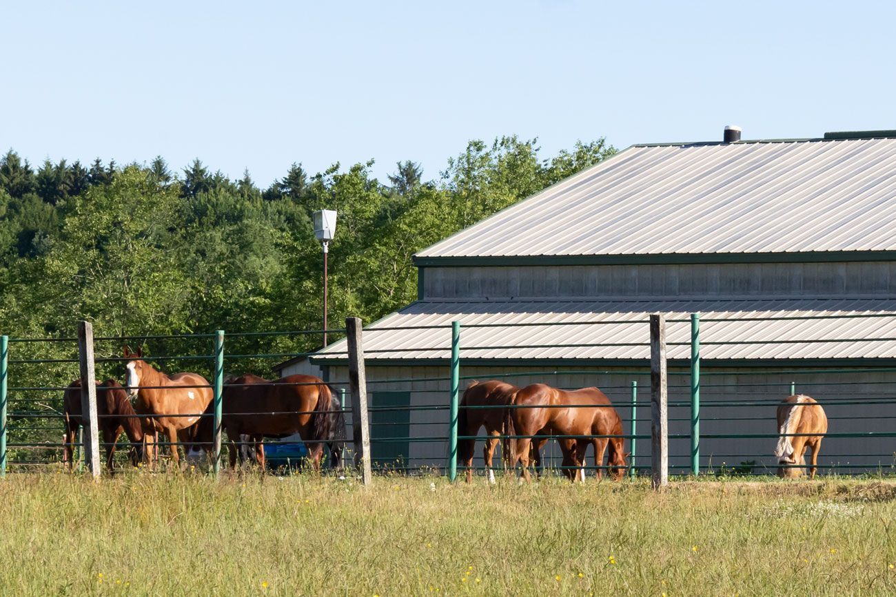 Horses grazing beside a gray barn in a grassy field