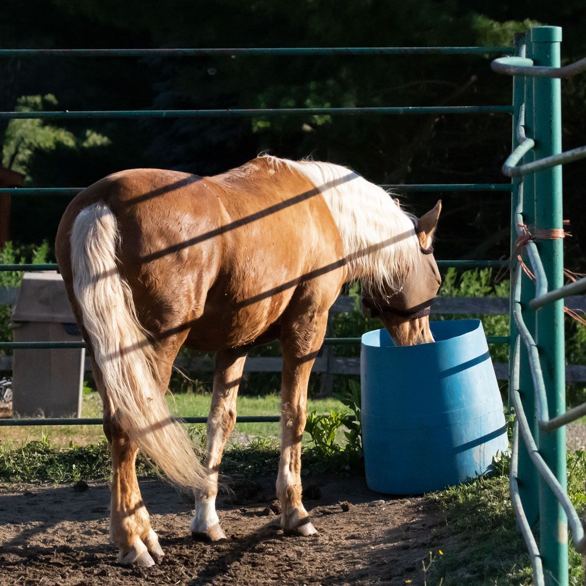 Brown horse eating from a blue barrel in a fenced outdoor pen