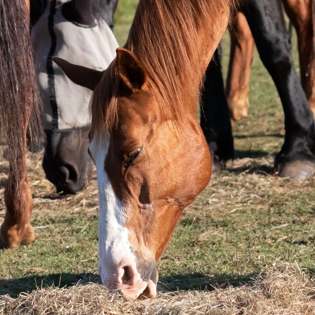 Brown horse grazing on dry grass with other horses in the background
