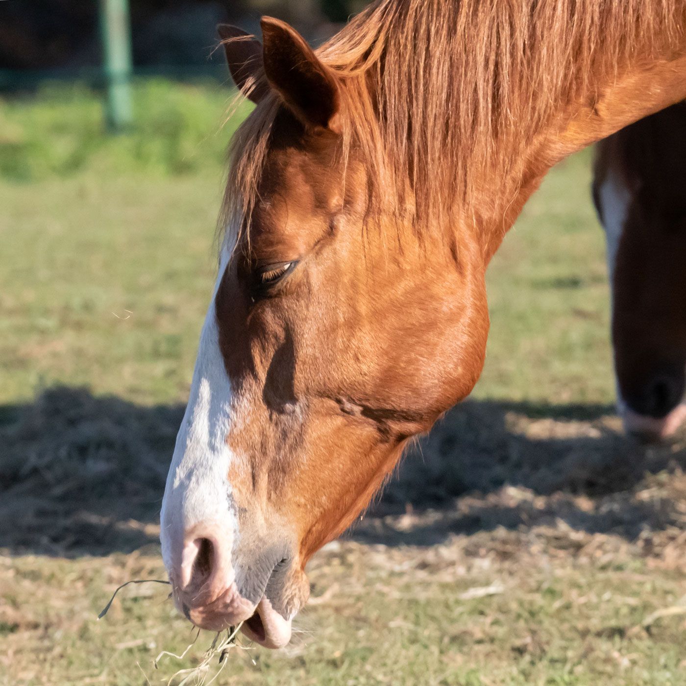 Brown horse grazing in a sunlit field, with a white blaze on its face.
