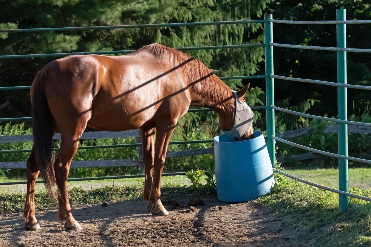 Brown horse drinking from a blue bucket in a fenced outdoor pen