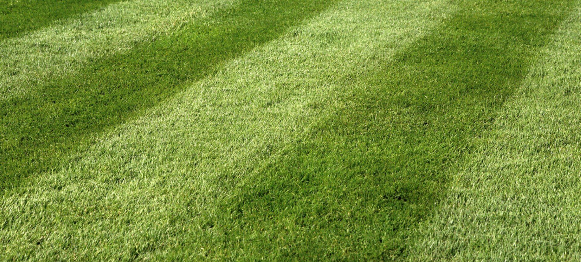 Green Grass - Durhamville, NY - Helmer’s Complete Tree & Landscape