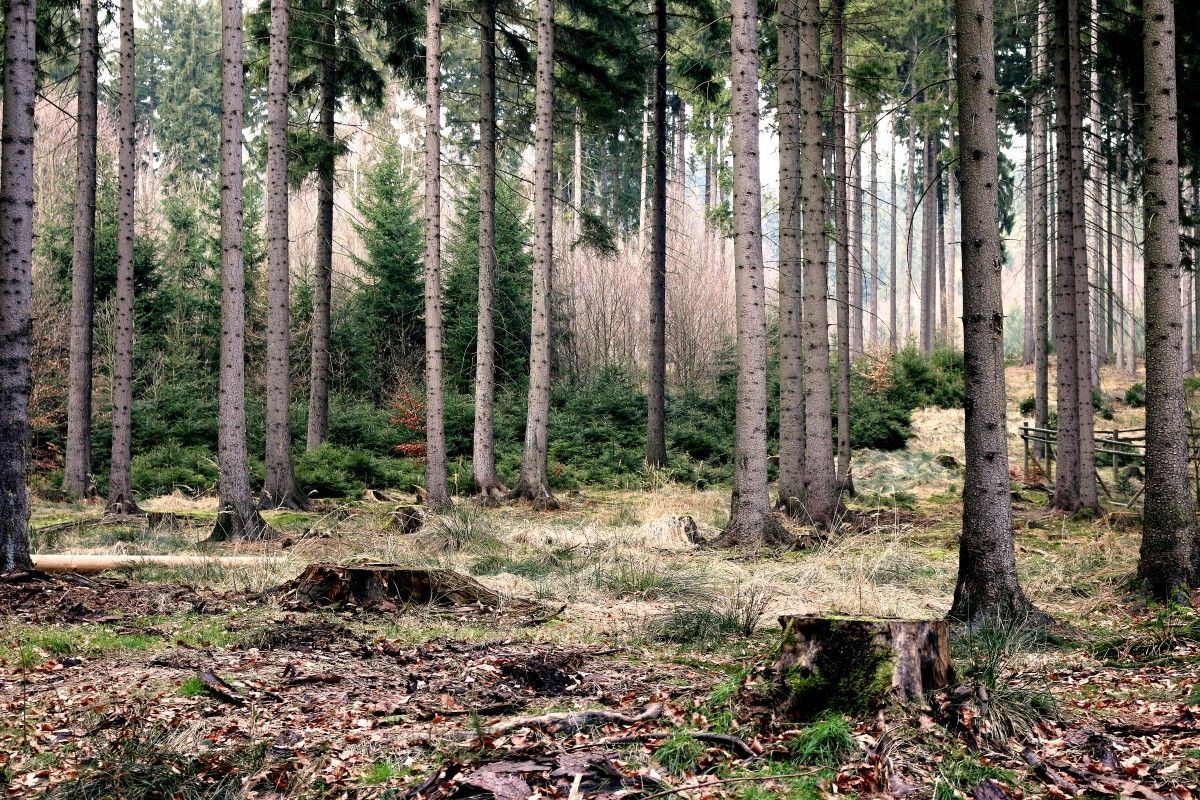 Priedes dēļu malas ražošanas vidē