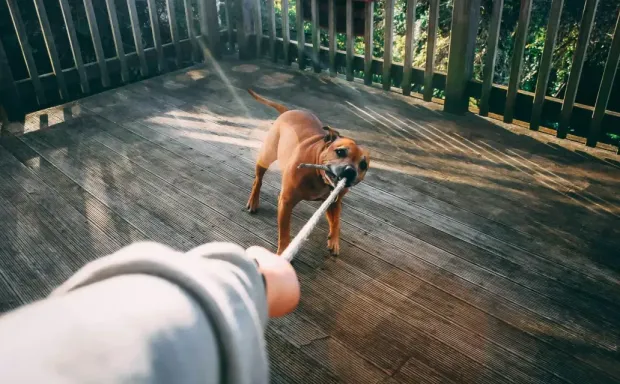 Brown dog tugging on a rope with a person on a wooden deck.