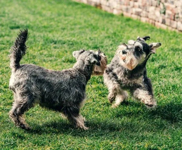 Two Schnauzers playing on green grass. One stands, the other leaps.