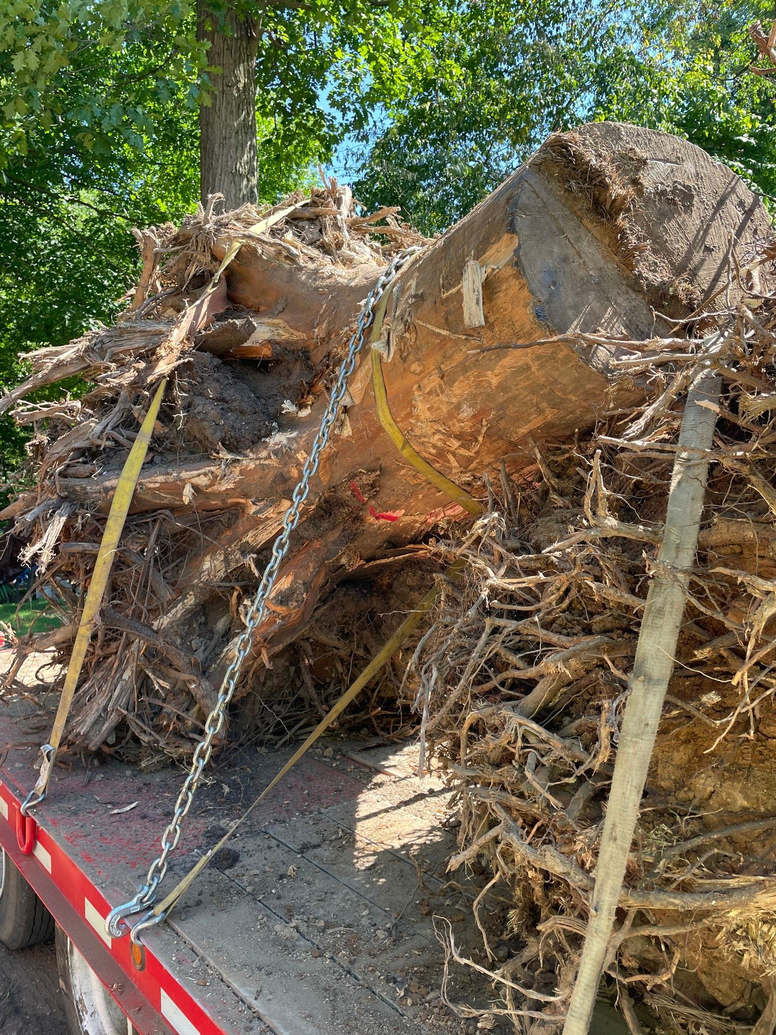 Uprooted tree with exposed roots secured on a flatbed truck with straps and chains.