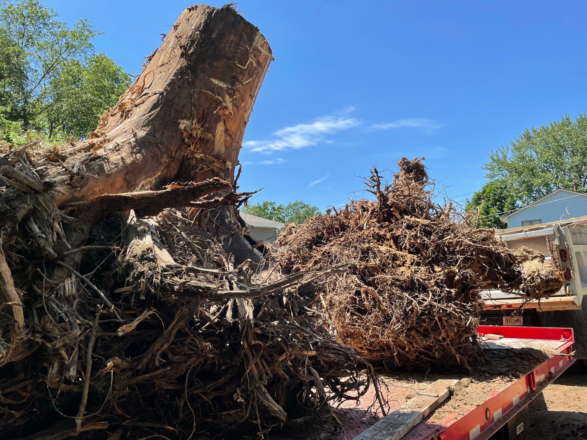 Uprooted tree trunk and roots on a red flatbed trailer under a blue sky, next to a house.