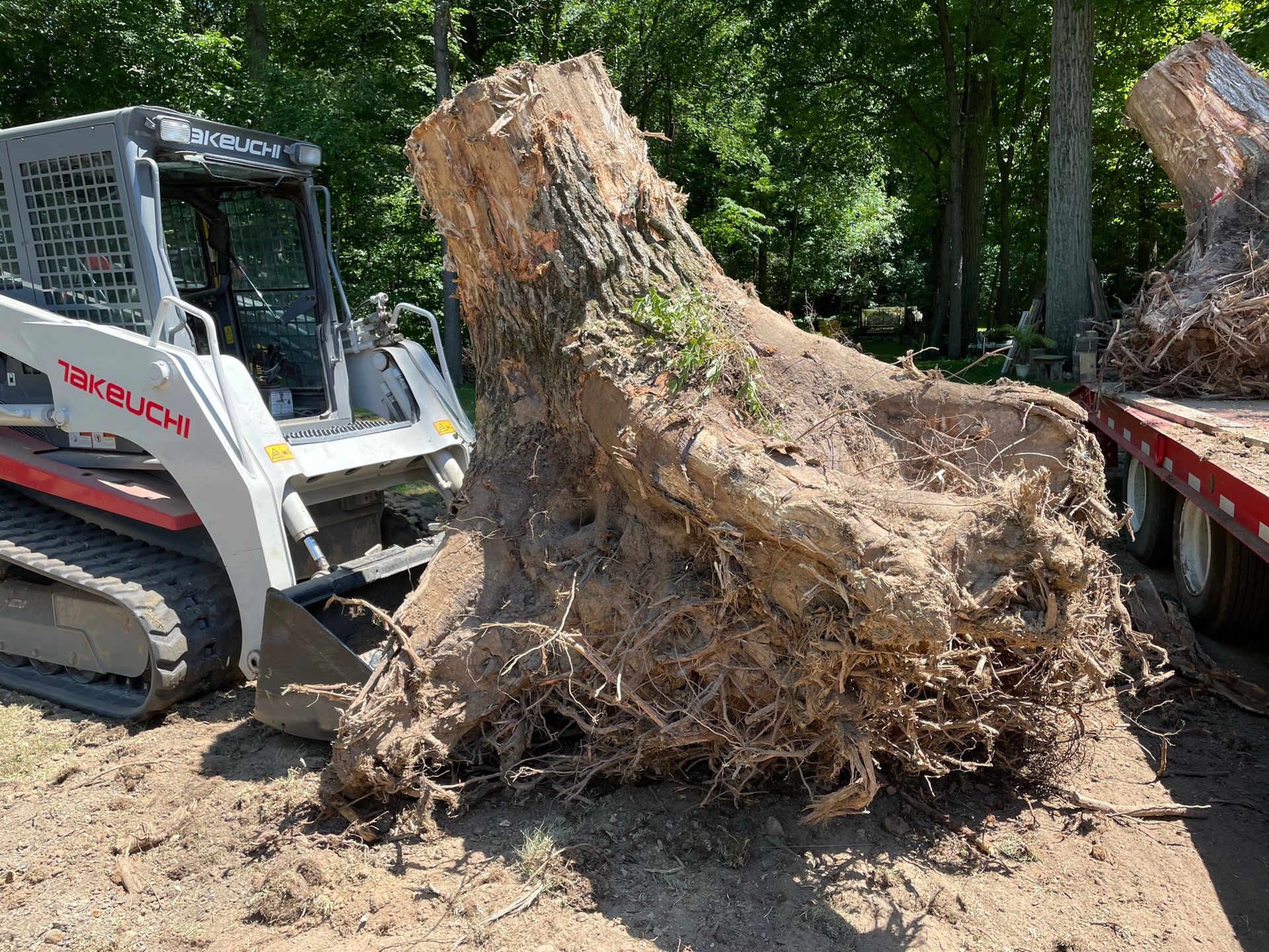 A large tree stump and root system being lifted by a small bulldozer.