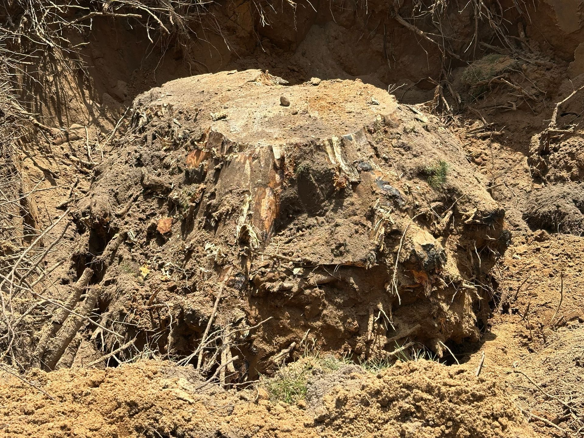 Stump of a cut tree with exposed roots in a dirt hole. Brown soil and wood are visible.