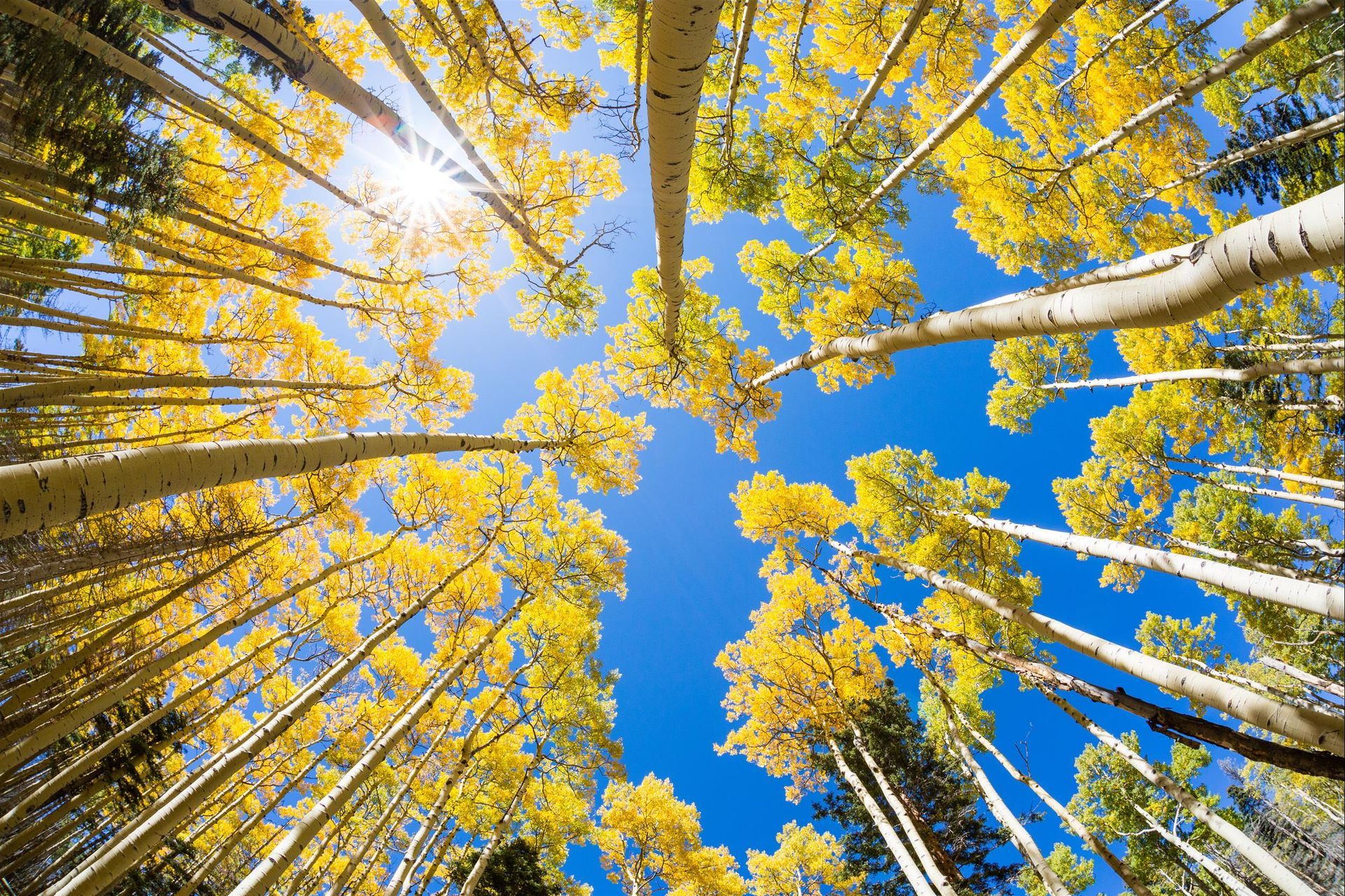 aspen trees