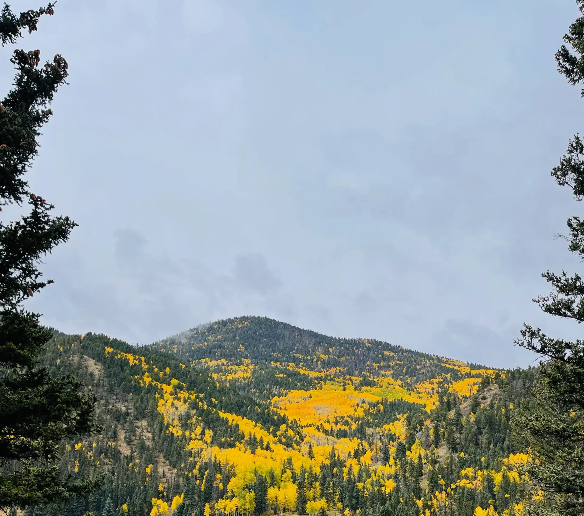 mountains with fall leaves