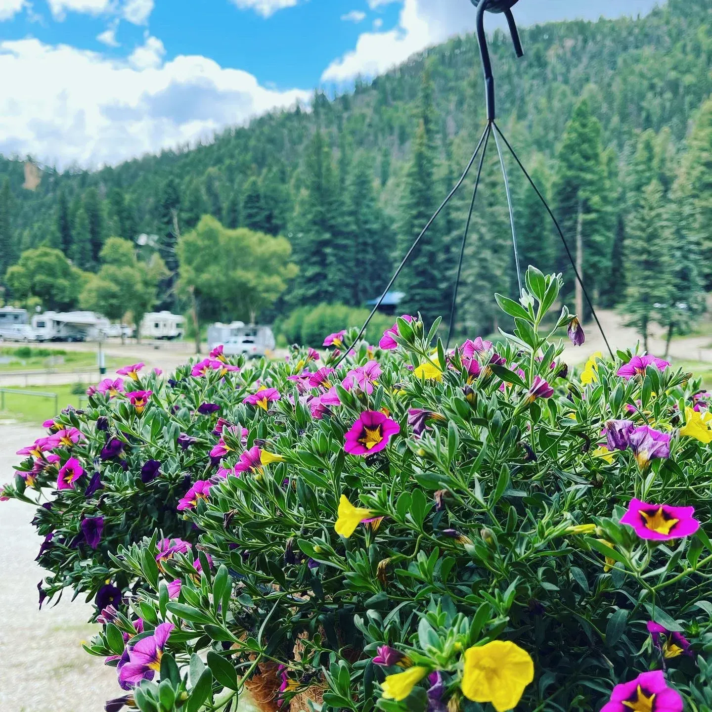Flowers