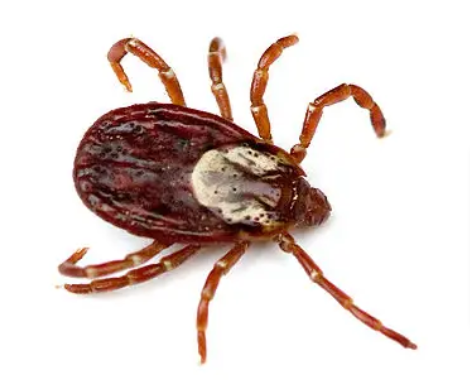 Photo of an American Dog Tick in Albany, NY
