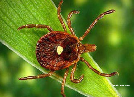 An example of a photograph of what the Lone Star tick looks like in Saratoga Springs, NY