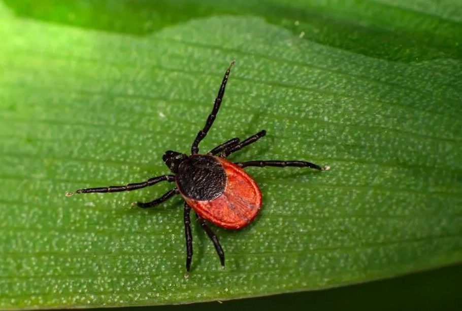 Picture of a Deer Tick in Upstate, NY.
