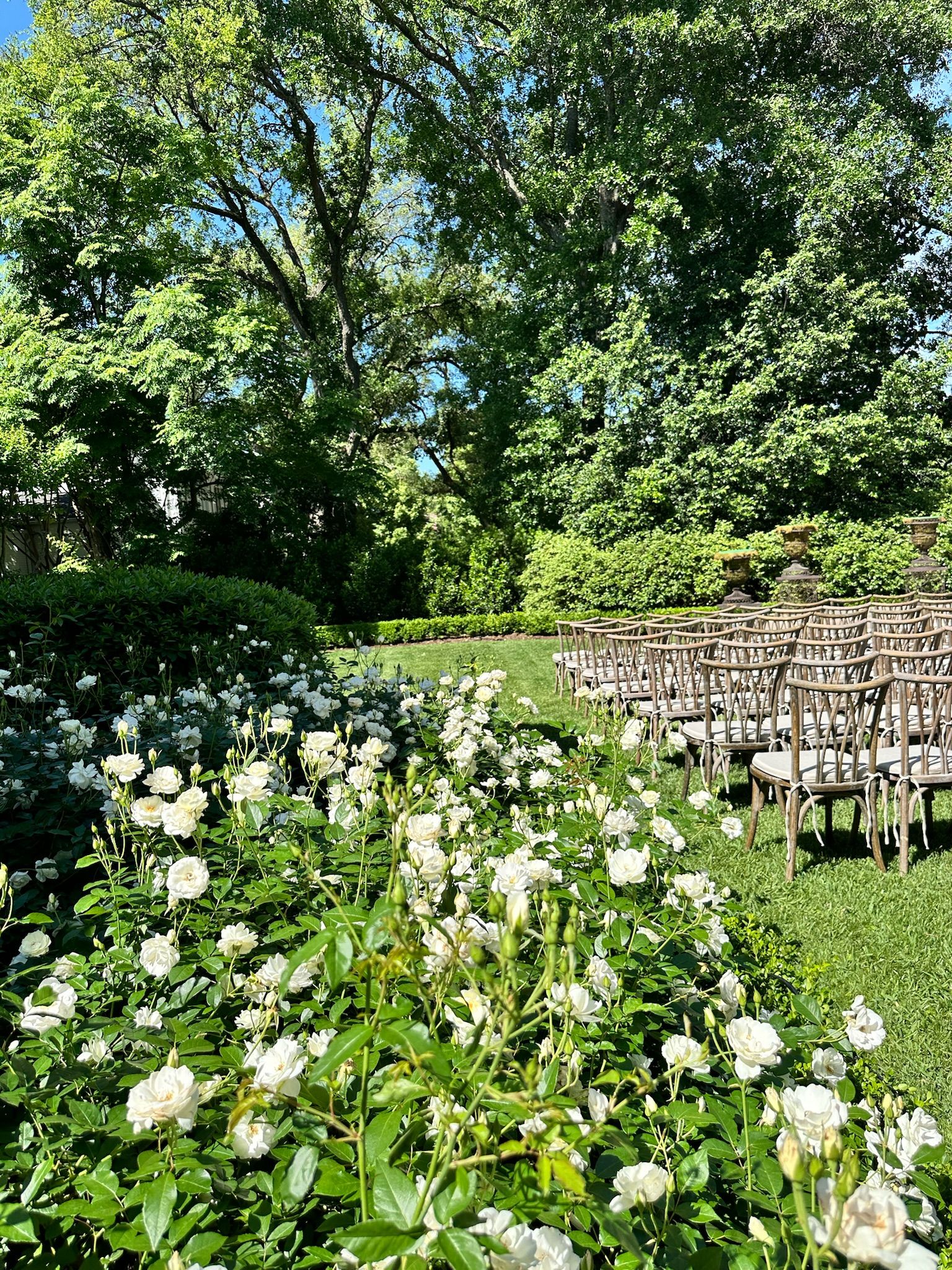 White flowers blooming in a sunny garden beside wicker chairs under leafy trees