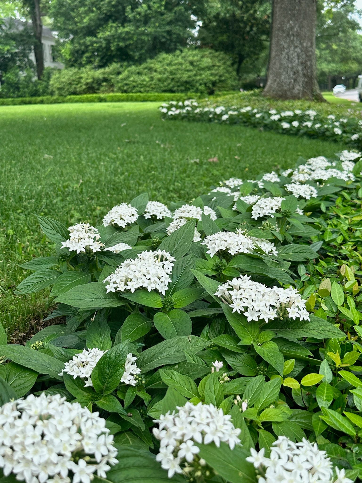 White flowers blooming in a green garden bed beneath a large tree.