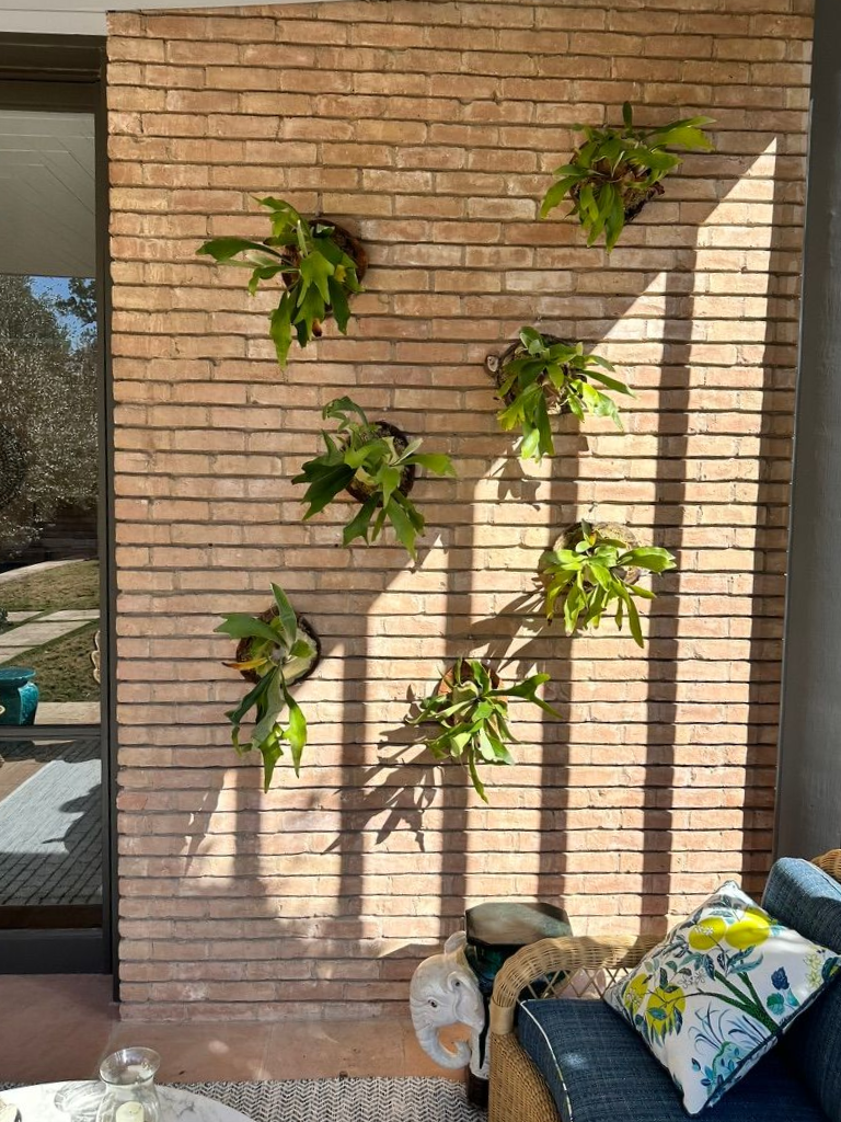 Brick wall with six hanging green plants in sunlight beside a patio chair and cushions.
