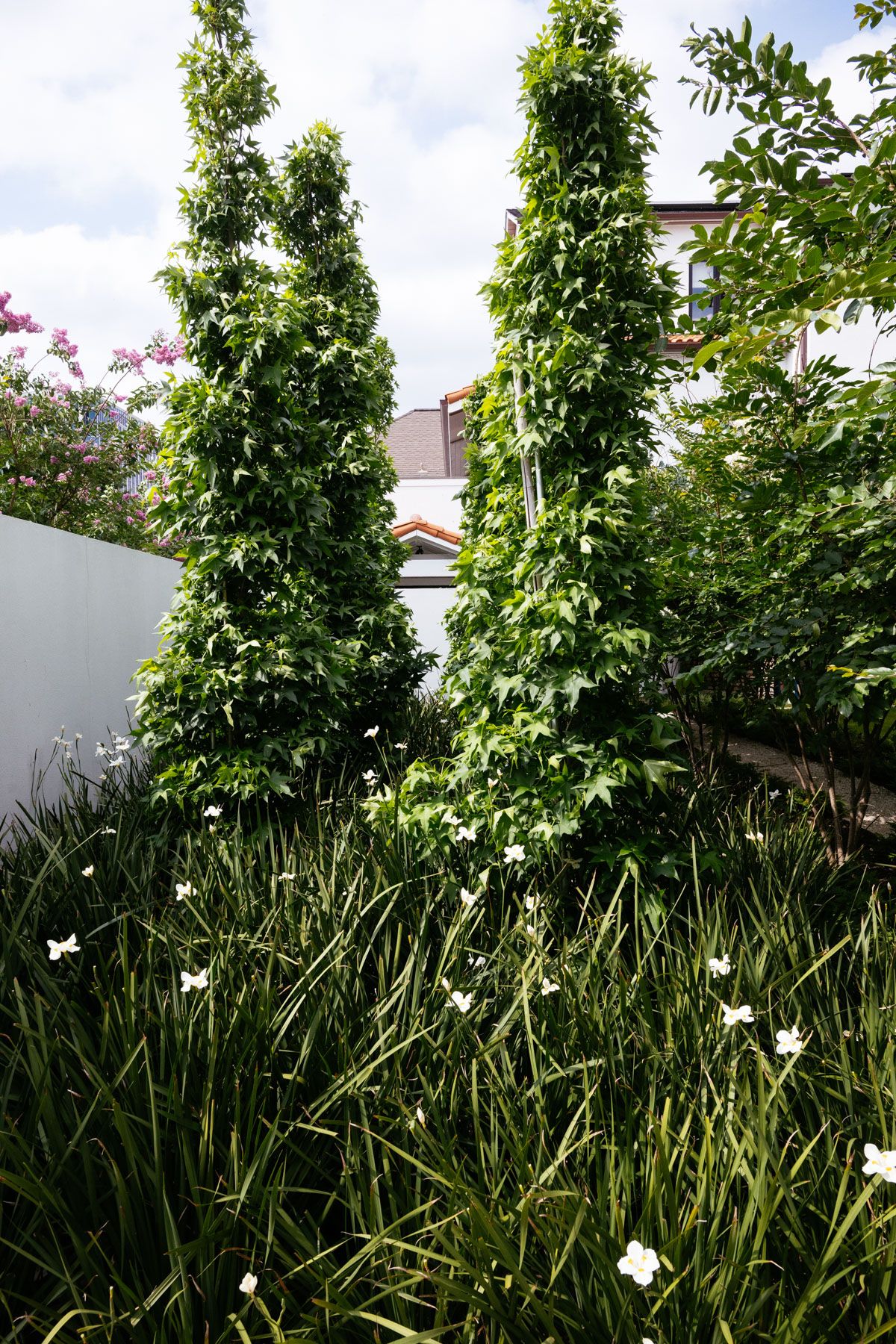Two tall evergreen trees in a lush garden with white flowers and a fence in the background