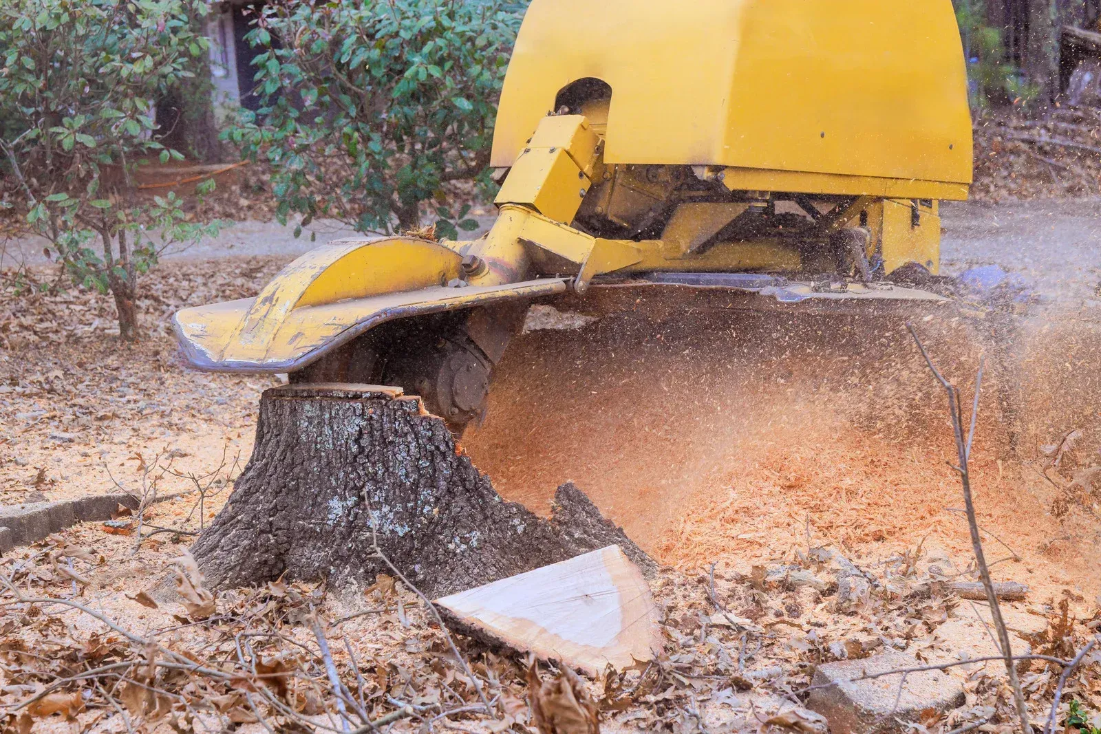 A yellow stump grinder cuts into a tree stump in a yard, creating a cloud of wood chips.