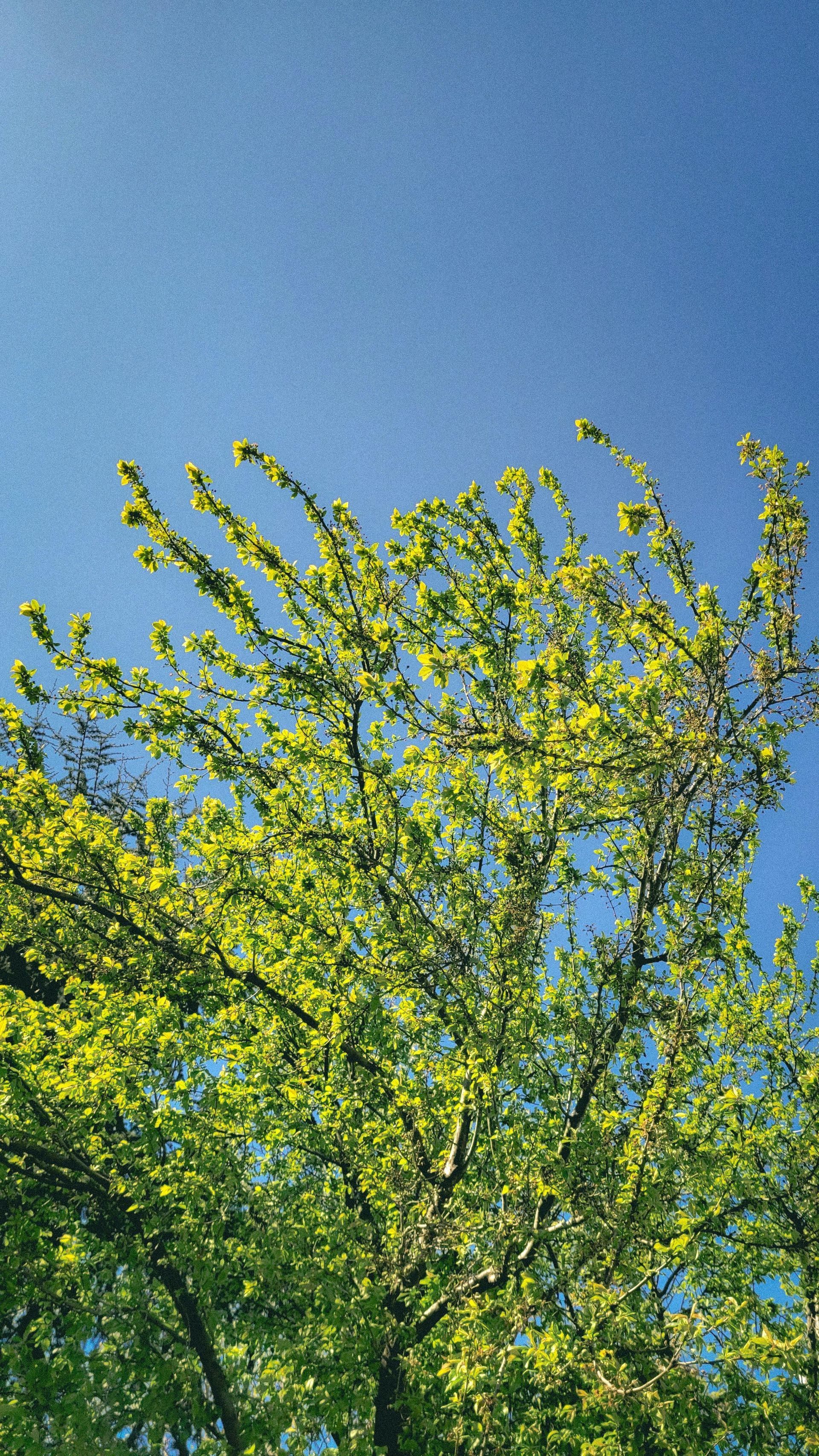 A bright green tree blooming in spring, with a blue sky background