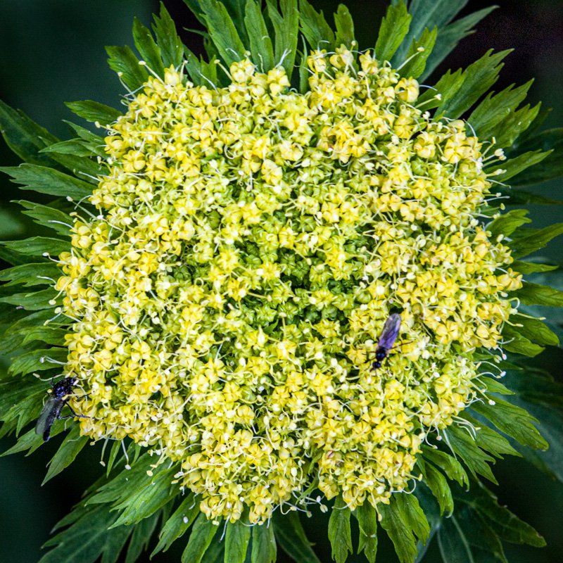 flower and bugs