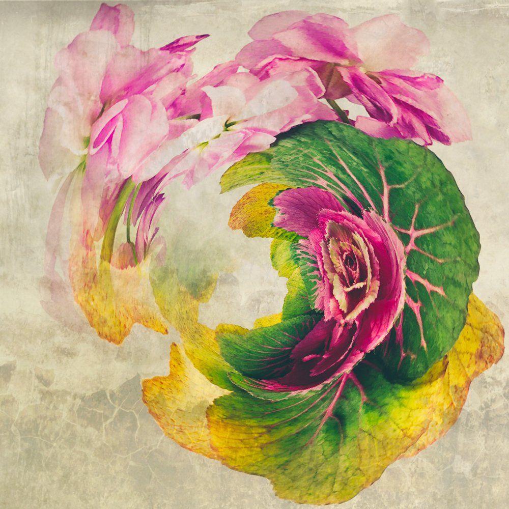 cabbage