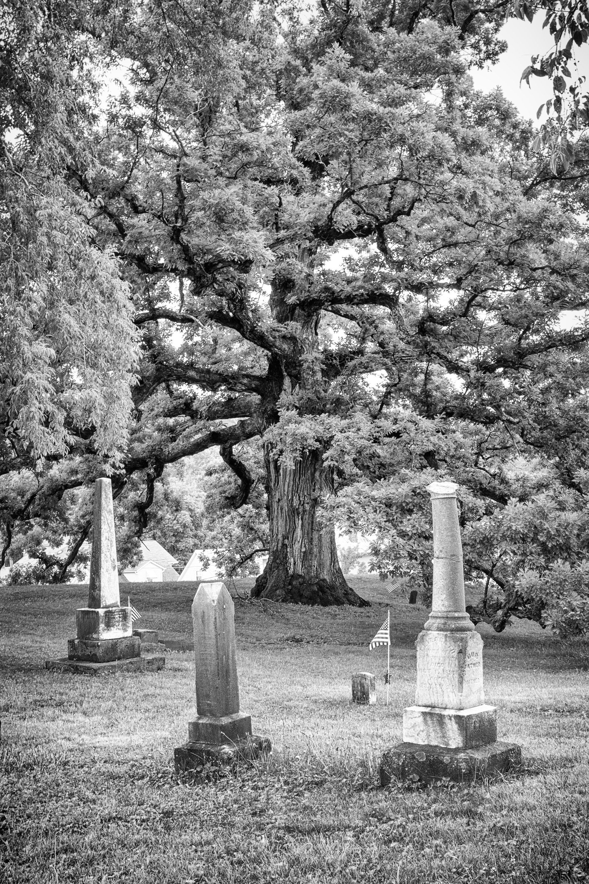 oak